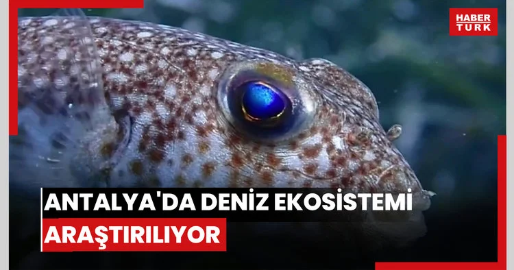 Antalya da deniz ekosistemi araştırılıyor