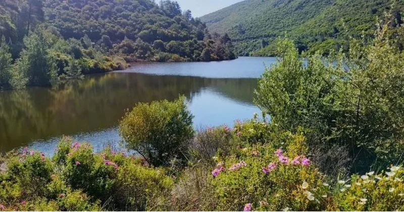 On binlerce bitki türü yok olabilir! Son dakika haberleri