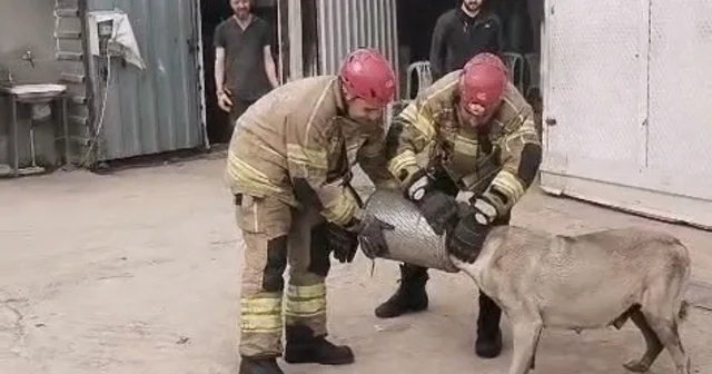 Hava filtresine sıkışan köpek kurtarıldı Bursa Haberleri