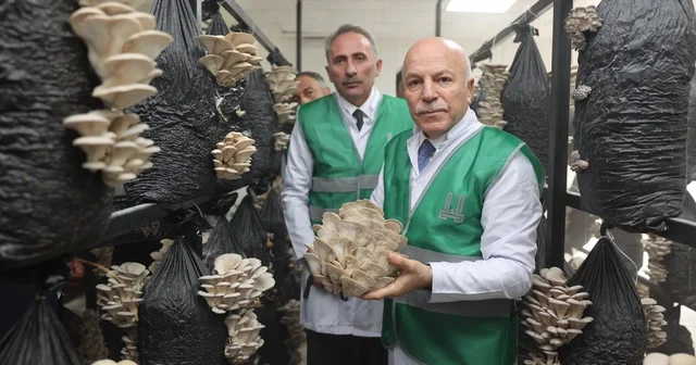 Erzurum Büyükşehir Belediyesi istiridye mantarı üretimine öncülük yaptı Erzurum Haberleri