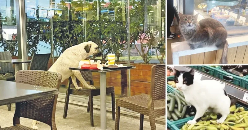Markette kafede kedi köpek olmaz Yerel Gündem Haberleri