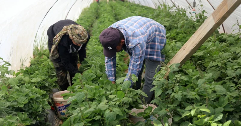 Yılın son hasadı yapılıyor: Halde 25, markette 150 lira Sözcü Gazetesi