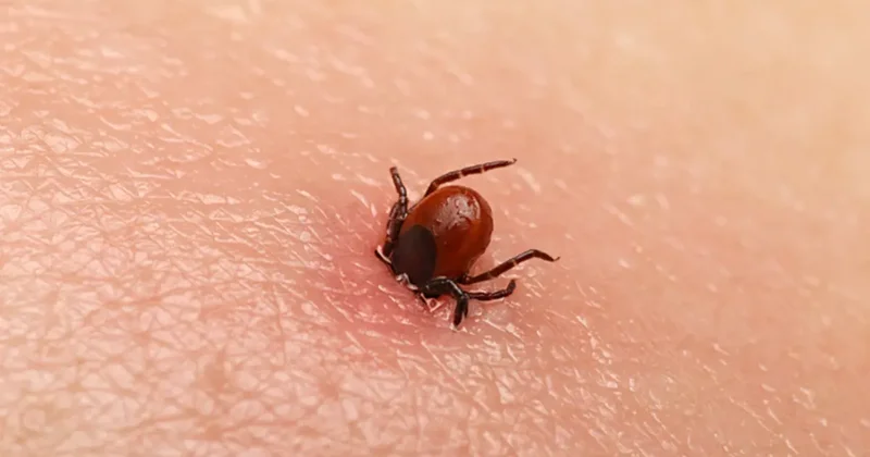 Yazın en büyük tehlikesi: Kene ısırığı! En çok bulunduğu bölgeler açıklandı
