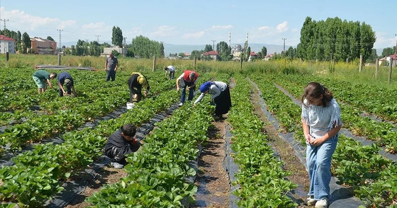Kırmızı altında hasat devam ediyor: Hedef 10 bin 900 ton rekolte Sözcü Gazetesi