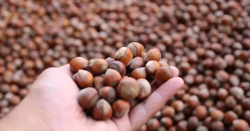 Karadeniz fındığı yılın ilk beş ayında ekonomiye dev döviz girdisi sağladı