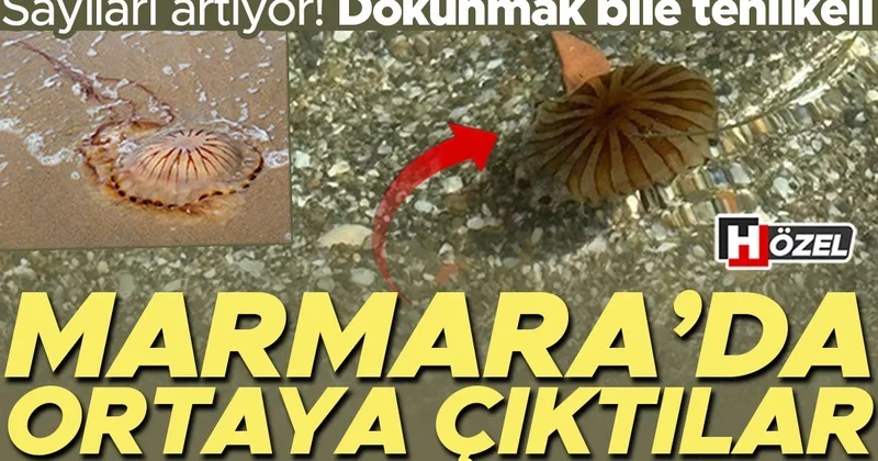 Marmara Denizi’nde ortaya çıktılar! Sayıları artıyor, dokunmak bile tehlikeli