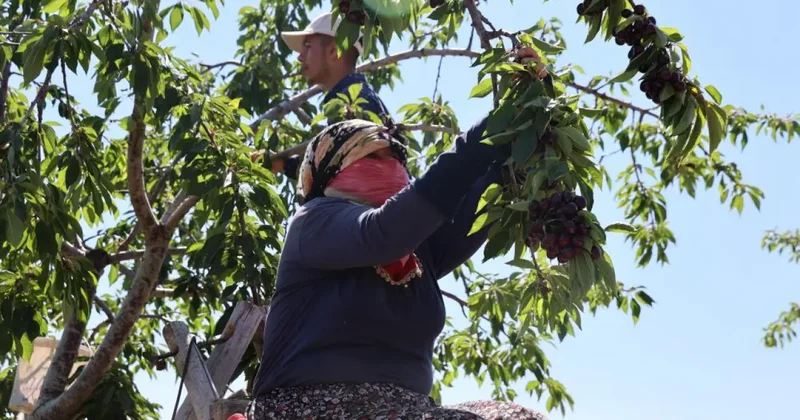Elazığ da 7 bin dekar alanda kiraz hasadı devam ediyor