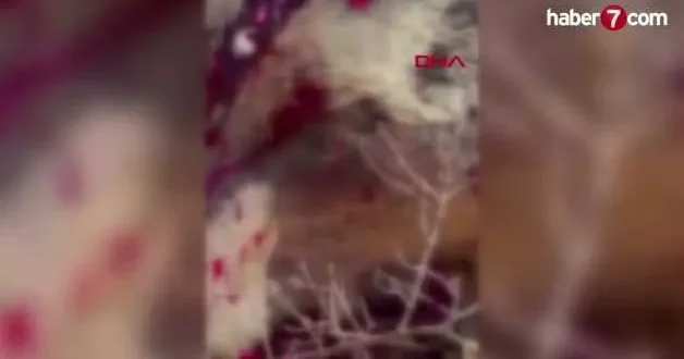 İzmir de balkonda uyuyan yaşlı adama saldırıp öldüren ayı vuruldu