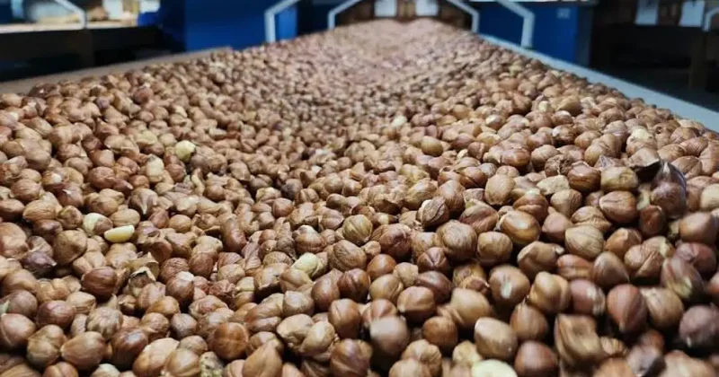 Rakamlar açıklandı: Fındık ihracatından 1,4 milyar dolarlık gelir!