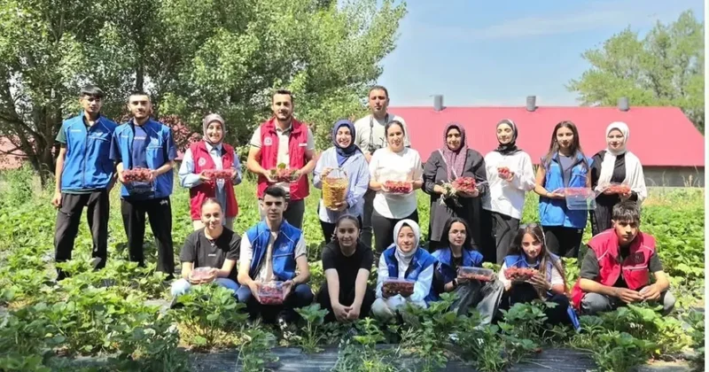 Ağrılı gönüllü gençlerden çilek hasadına destek