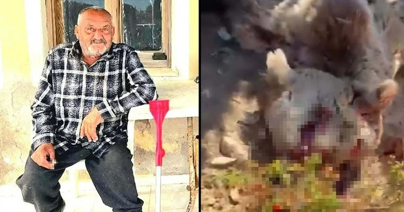 Balkonda uyuyan adamı öldüren ayı vurularak öldürüldü Sözcü Gazetesi