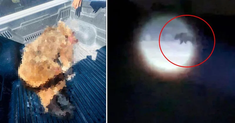 Seferihisar da ayı vuruldu, kabus bitti