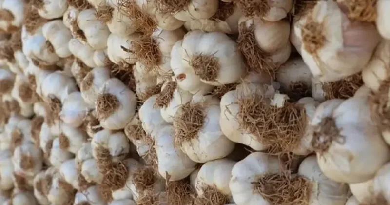 Beyaz altında hasat başladı! Tanesi 120 liradan satılıyor