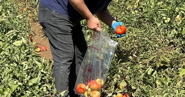 Köşk te domateste hasat öncesi ilaç kalıntısı denetimi başladı Aydın Haberleri Habertürk Yerel Haberler