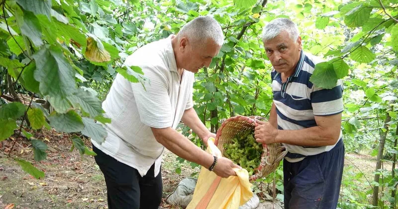 Giresun da fındık hasadı başladı: Çotanakların yarısı boş