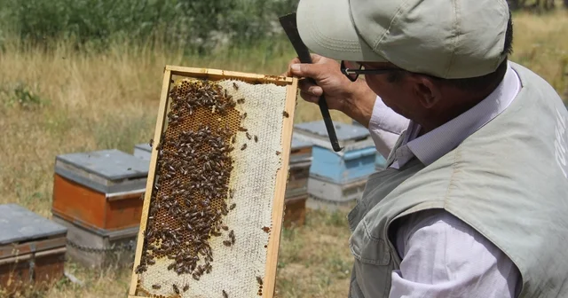 Tescilli Zara Balı sağımı başladı Sivas ın Zara ilçesinde üretilen dünyaca ünlü Zara balı için sağım dönemi başladı Sivas Haberleri Habertürk Yerel Haberler