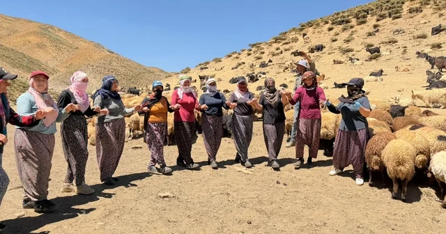 Yaylada süt sağımı sonrası halay çekerek stres atıyorlar Hakkari Haberleri Habertürk Yerel Haberler