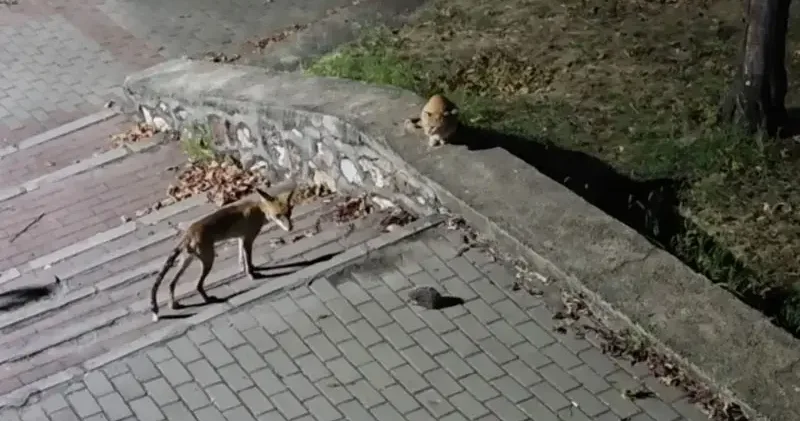 Parkta tilki, kedi ve kirpinin karşılaşması kamerada