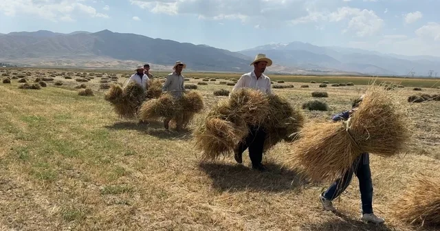Yüksekova da kavurucu sıcağa rağmen buğday hasadı mesaisi sürüyor Hakkari Haberleri Habertürk Yerel Haberler