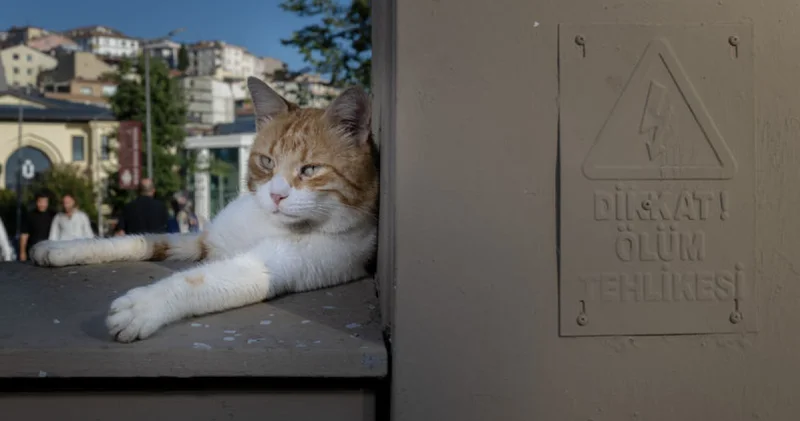 İstanbul’un sokaklarında pati izleri
