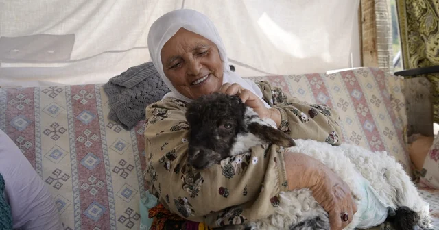 Torunu gibi büyüttüğü kuzu Boncuk evin neşe kaynağı oldu Gümüşhane Haberleri Habertürk Yerel Haberler