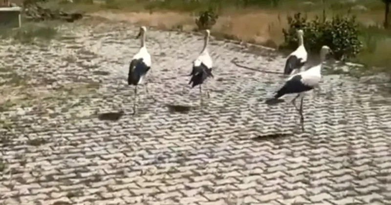 Tedavisi yapılan leylekler doğaya bırakıldı