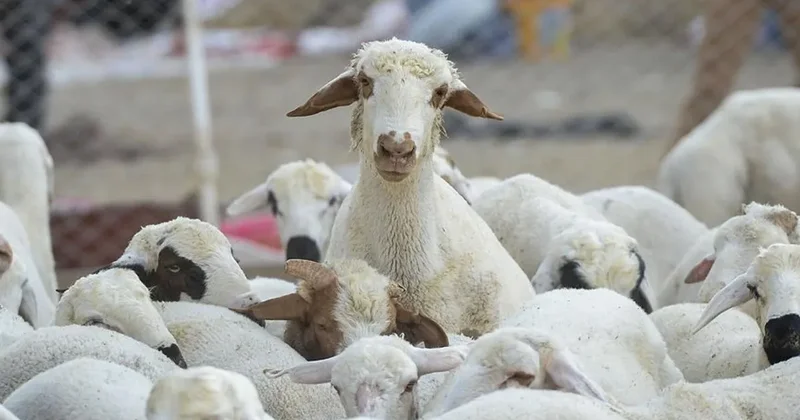 TİGEM den milyonluk küçükbaş ihalesi! 7 bin 350 hayvan satışa çıkıyor