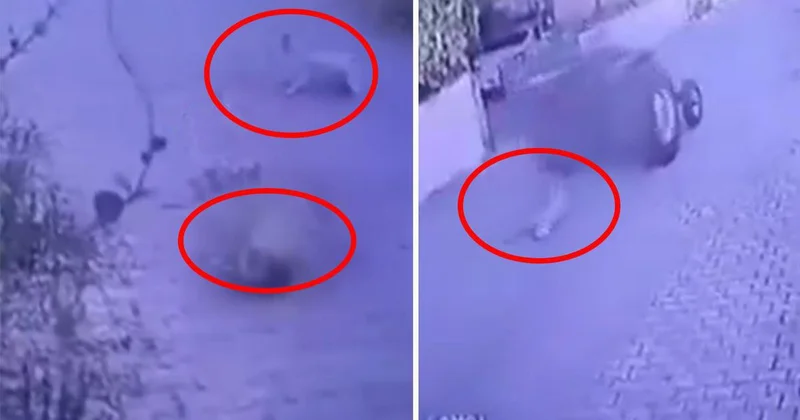 Dikili de Av Tüfeğiyle Köpeklere Saldırı
