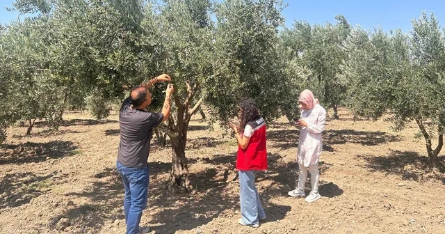Zeytin sineğine karşı Manisa da bahçeler tek tek kontrol ediliyor Manisa Haberleri Habertürk Yerel Haberler