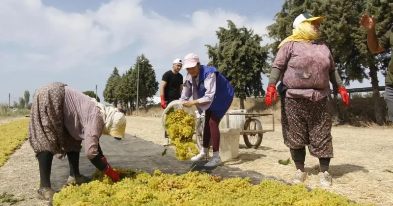 Üzüm işçiliği ücretleri belli oldu!
