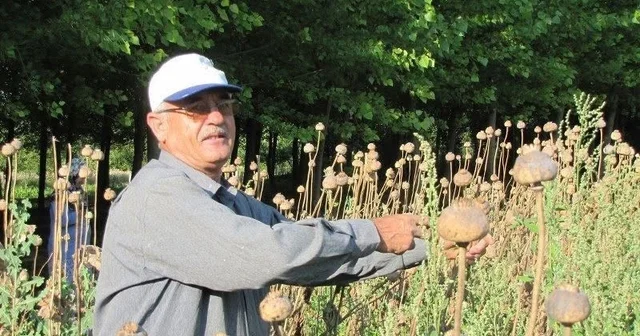 Üreticilerden haşhaş tohumu alım yapılacak Kütahya Haberleri Habertürk Yerel Haberler