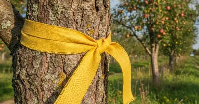 Ağaçtaki sarı kurdelenin sırrı çözüldü: Bunu gören hemen bedava topluyor Sözcü Gazetesi