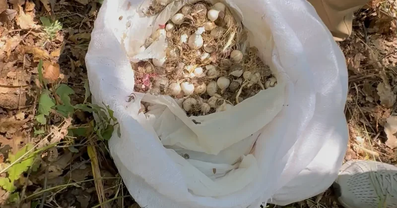 Tunceli de bu sarımsağı toplayan 3 kişiye 3 kişiye 2 milyon 97 bin lira ceza