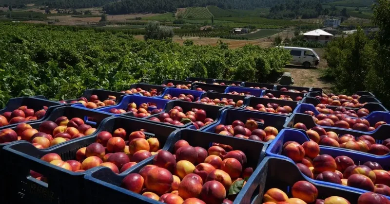Geçen yıl 70 liraydı, şimdi 20 lira! Rekolte çok ama randıman yok