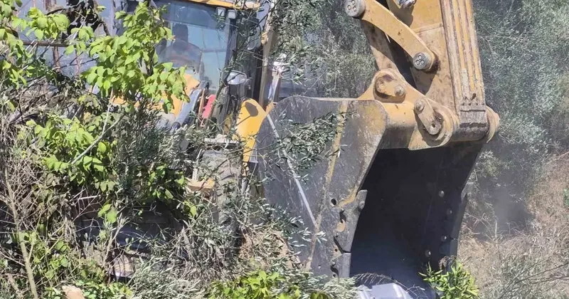 Manavgat’ta zeytinlik yangında 100 ağaç zarar gördü