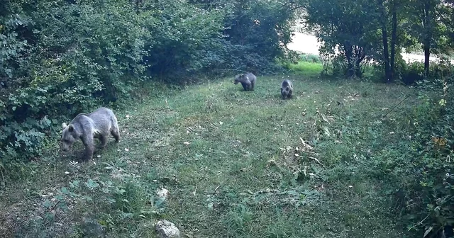 Bolu ormanlarında yaban hayvanları fotokapanlara yansıdı Bolu Haberleri Habertürk Yerel Haberler