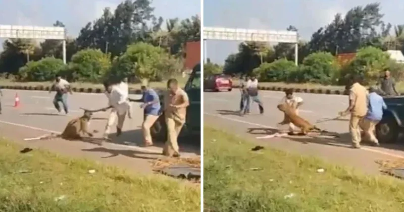 Dehşet anları kamerada! Yaralı Leopar kurtarma ekibine saldırdı