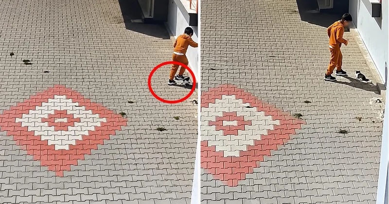 Bandırma da kötü muamele gören kedi için tedavi sürüyor, aileye para cezası kesildi