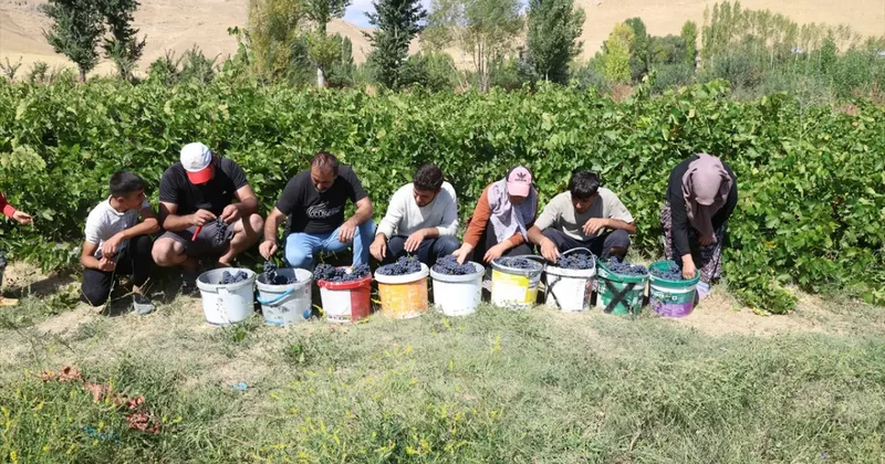 3 bin yıllık mirasta hasat heyecanı! Erciş karasında yüksek rekolte bekleniyor!