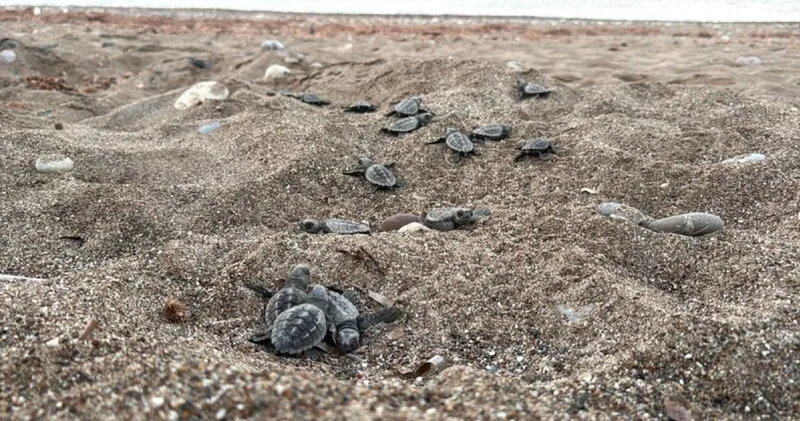 Antalya daki dört sahilden 200 bin caretta caretta yavrusu denize ulaştı