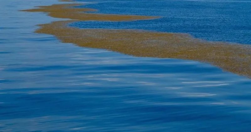 Dünyada karaya değmeyen tek deniz! Sınırları kara değil, okyanus çiziyor...