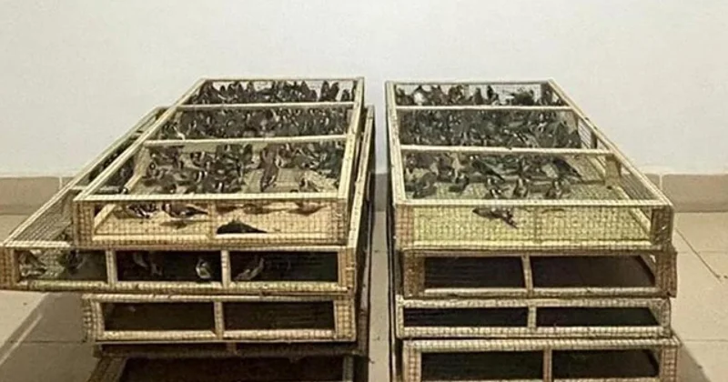 Ankara’da saka kuşu üretip satan kişiye 1,4 milyon lira ceza