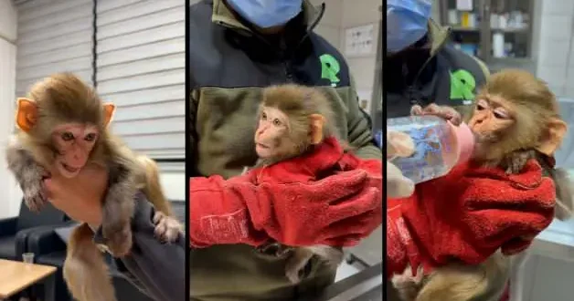Afyonkarahisar’da polis baskınında nesli tükenmekte olan maymun yakalandı