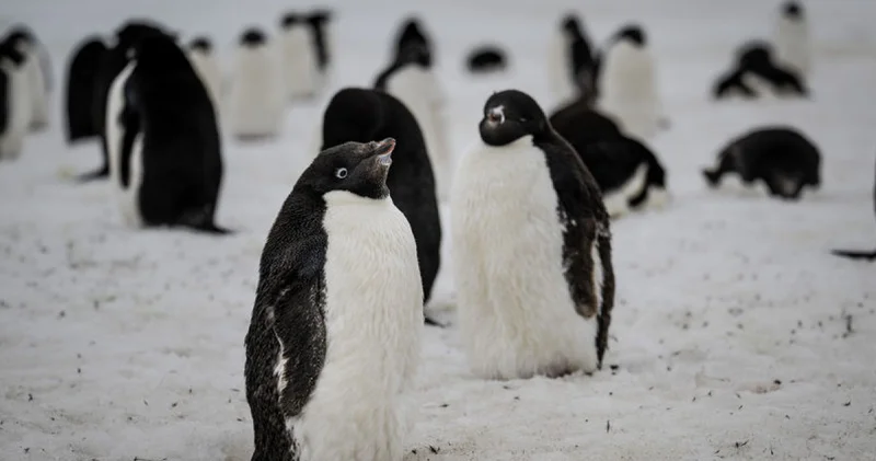 Dünyanın en büyük penguen kolonisinin çeyreğinden fazlası öldü