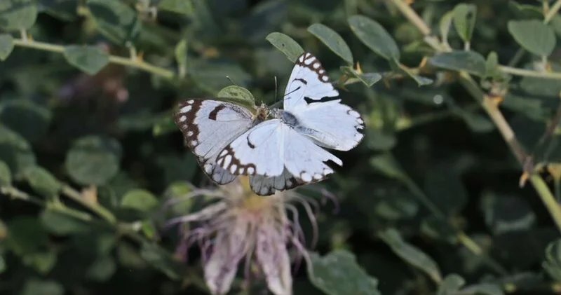 Dicle Vadisi nde beyaz öncü kelebeklerin yumurta telaşı