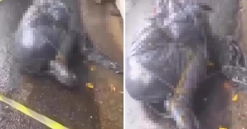 Brezilya da seri katil alarmı: Poşete sarılmış 6 ceset bulundu