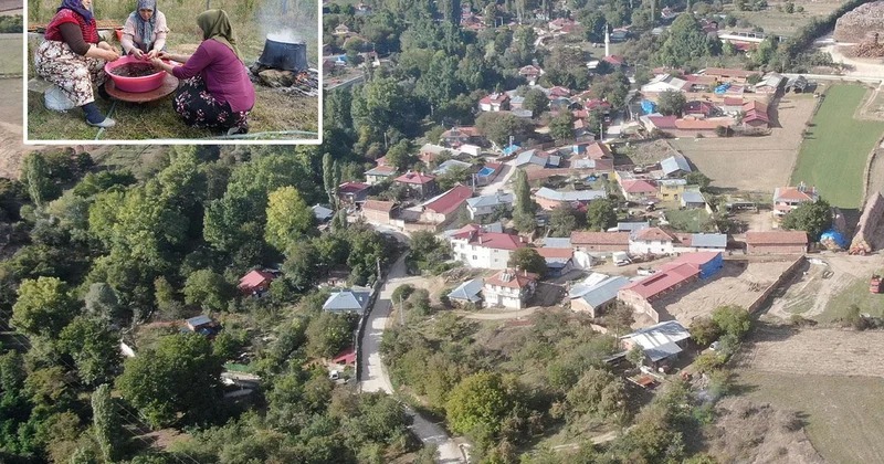 Osmanlı mutfağının vazgeçilmez meyvesi üryani eriğinin hasadı başladı