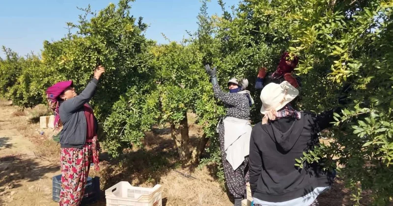 Türkler hasat ediyor, Ruslar kapıda kuyruk oluyor Sözcü Gazetesi