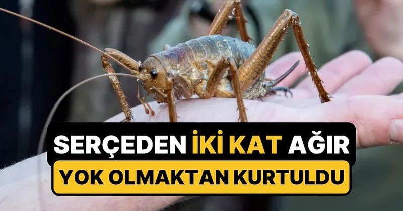 Ülkeye Sonradan Getirilen Sıçanlar Sonları Olacaktı: Dünyanın En Ağır Böceği Yeniden Hayatta Sözcü Gazetesi