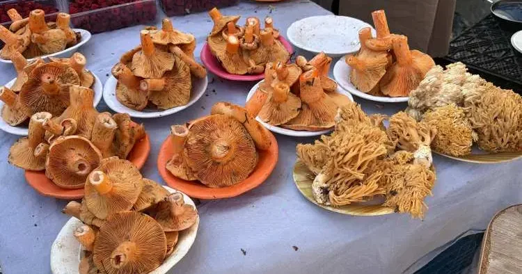 Ormanda bedava, pazarda cep yakıyor! Bolu’da mantarın kilosu dudak uçuklattı